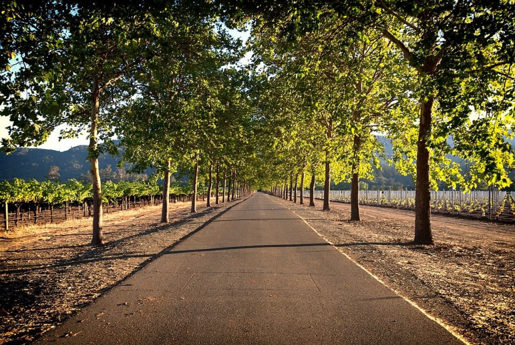 Romantic scene in Napa Valley, California, featuring a winding street lined with vineyards and tall trees. The road leads to a charming winery, perfect for couples, with cozy outdoor seating areas surrounded by lush greenery. The backdrop includes rolling hills and a clear blue sky, enhancing the idyllic atmosphere.