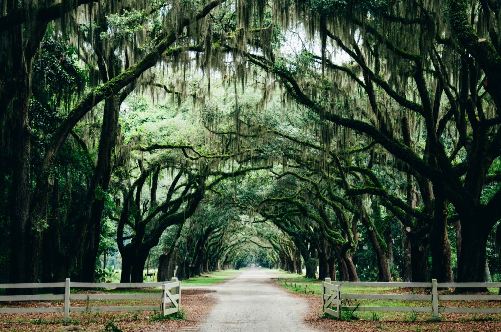 Enchanting street in Savannah, Georgia, framed by majestic oak trees adorned with Spanish moss, creating a romantic canopy. The serene atmosphere is perfect for couples, with historic homes and quaint shops lining the street. Benches and charming cafes offer ideal spots for intimate moments amidst the Southern charm of Savannah.